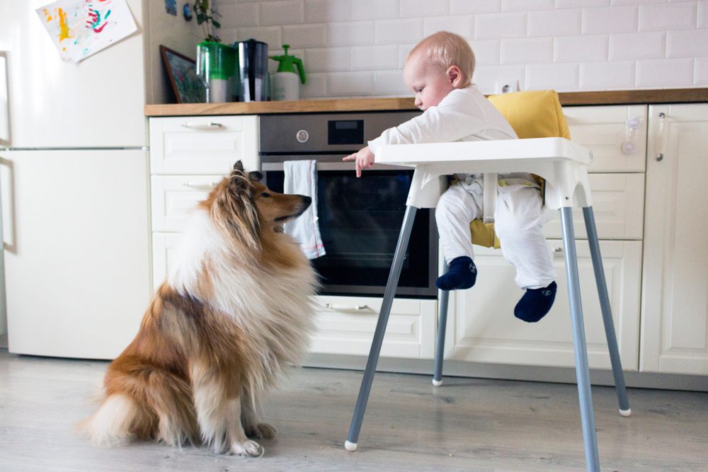 rough collie interacting with child