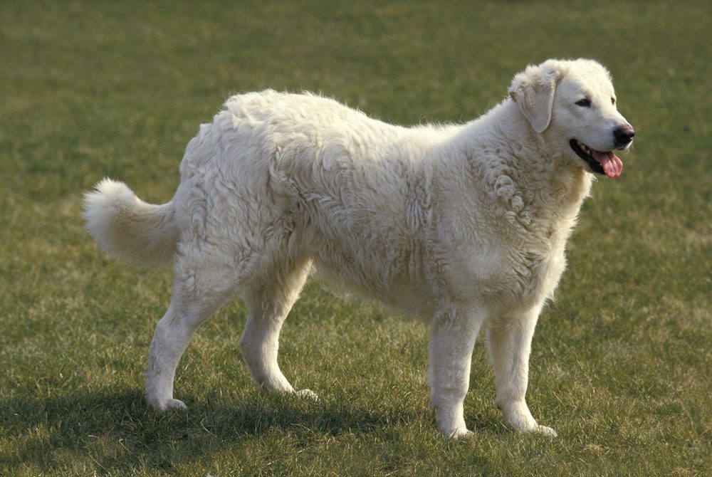 shadowed kuvasz stands in the grass