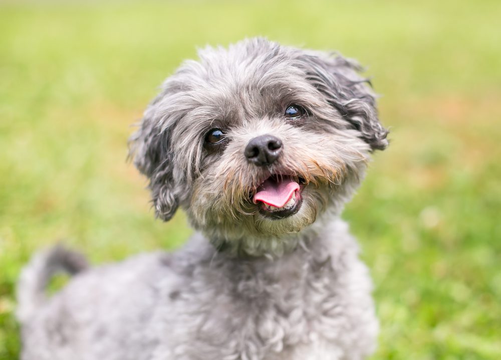 Shih Tzu Poodle Mix: Your Complete Guide - Dog Academy