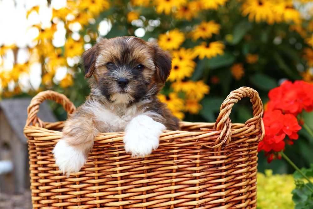 shorkie puppy sat in basket