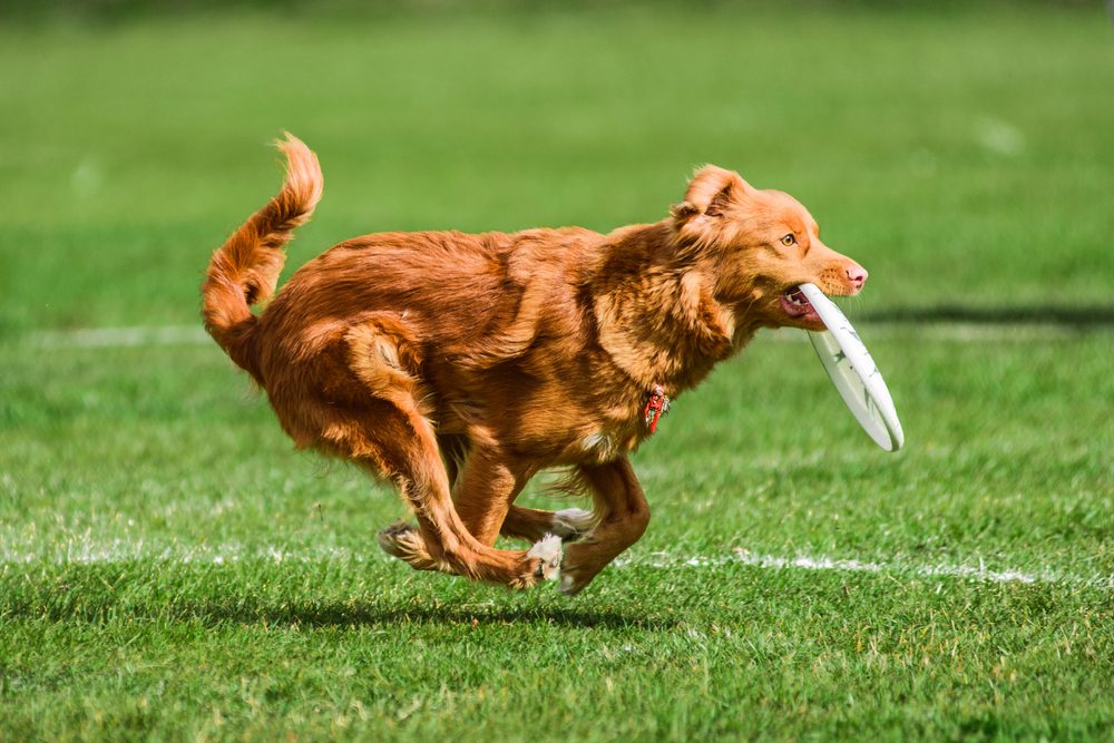 toller running with frisbee
