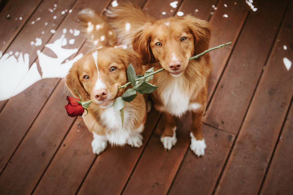 two tollers holding rose