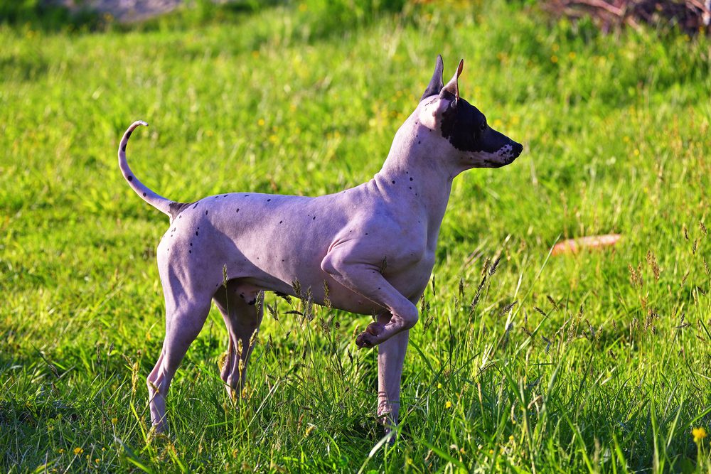 american hairless terrier at attention