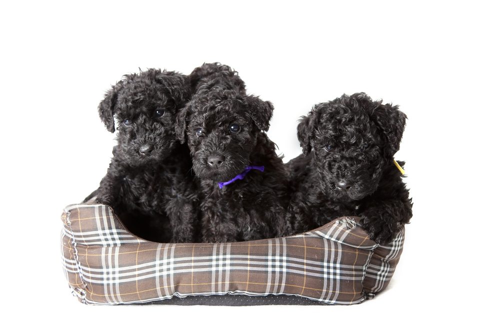 a trio of terrier puppies