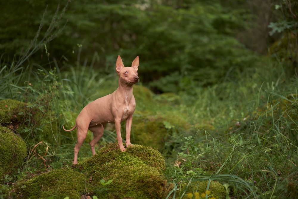 american hairless terrier on moss