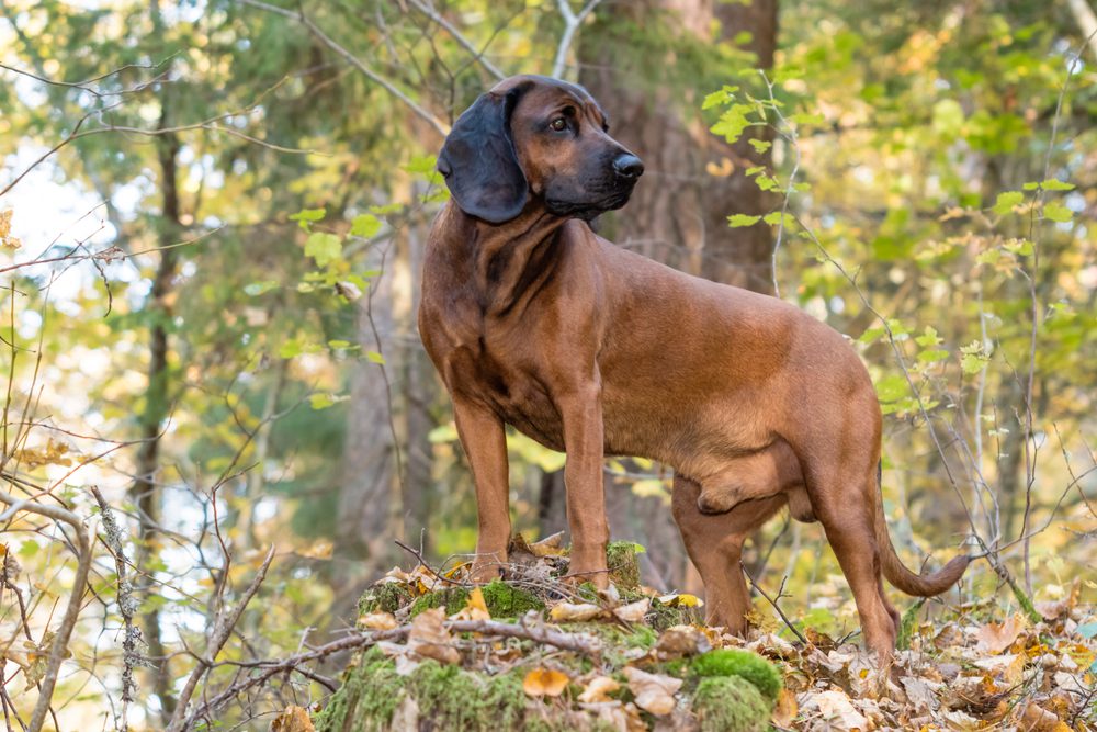 bavarian mountain hound standing in woods