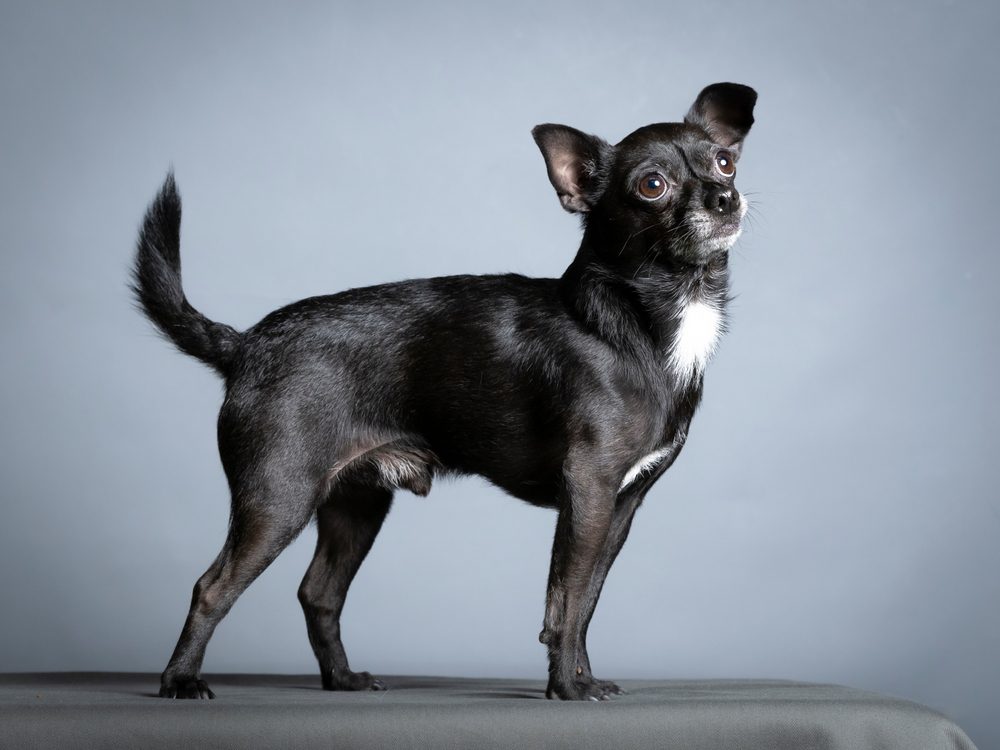 black chihuahua stands against grey background