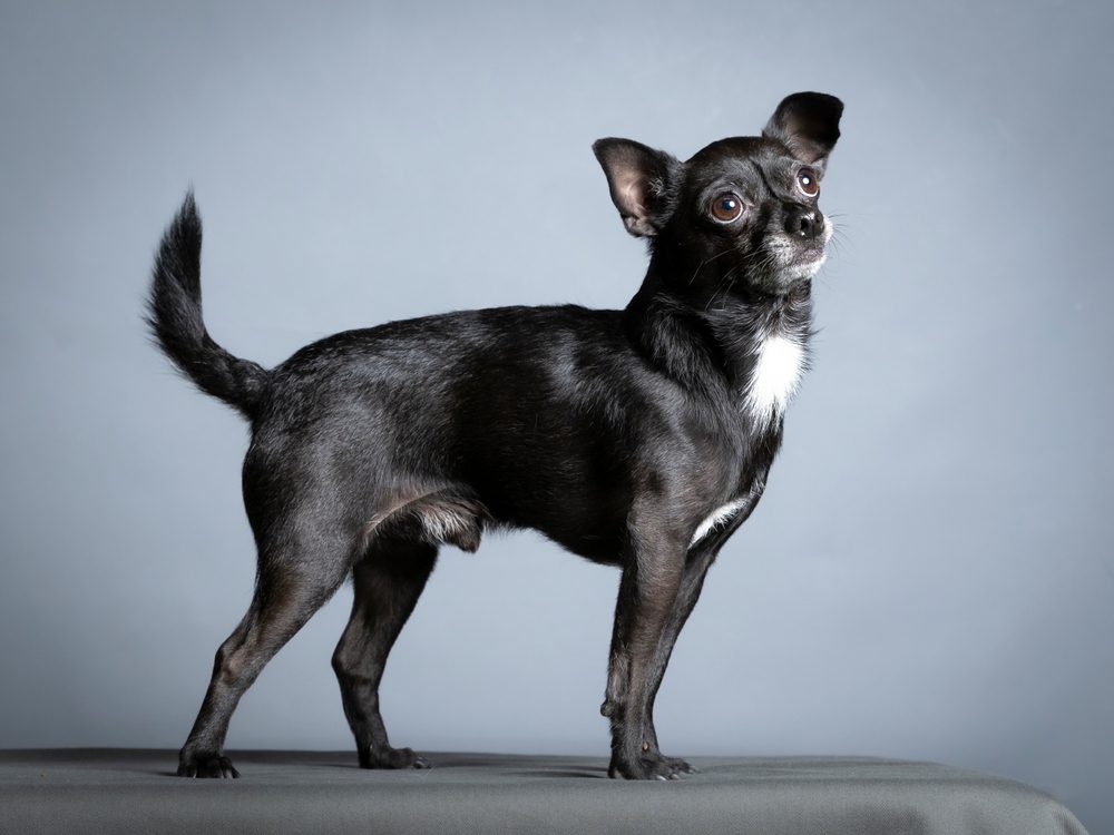 All About The Black Chihuahua A Complete Breed Guide Dog Academy