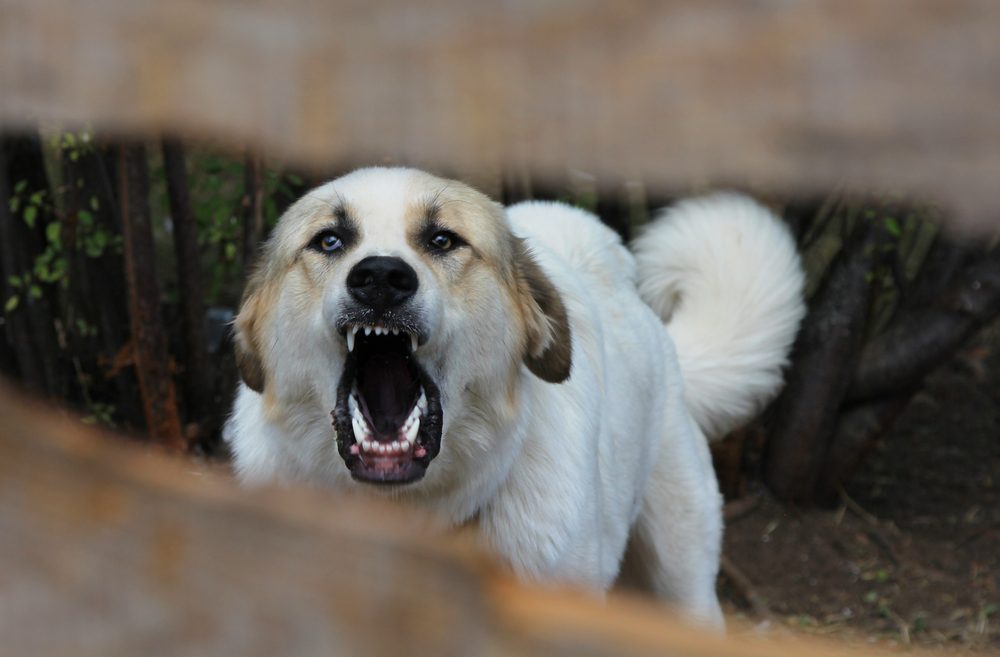 Central Asian Shepherd: Your Complete Guide - Dog Academy