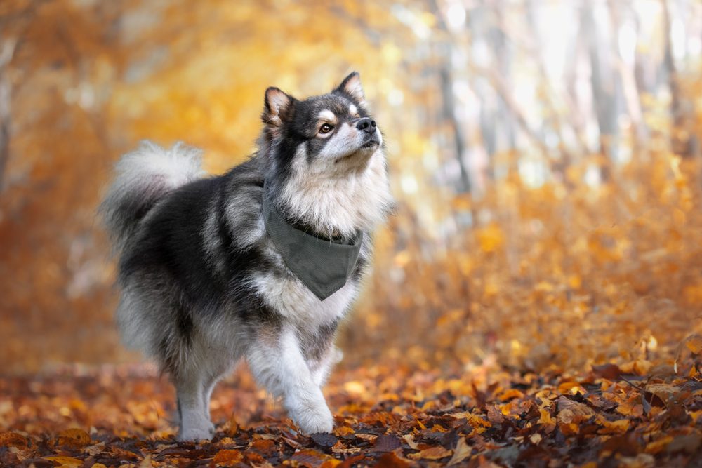finnish lapphund walking through leaves