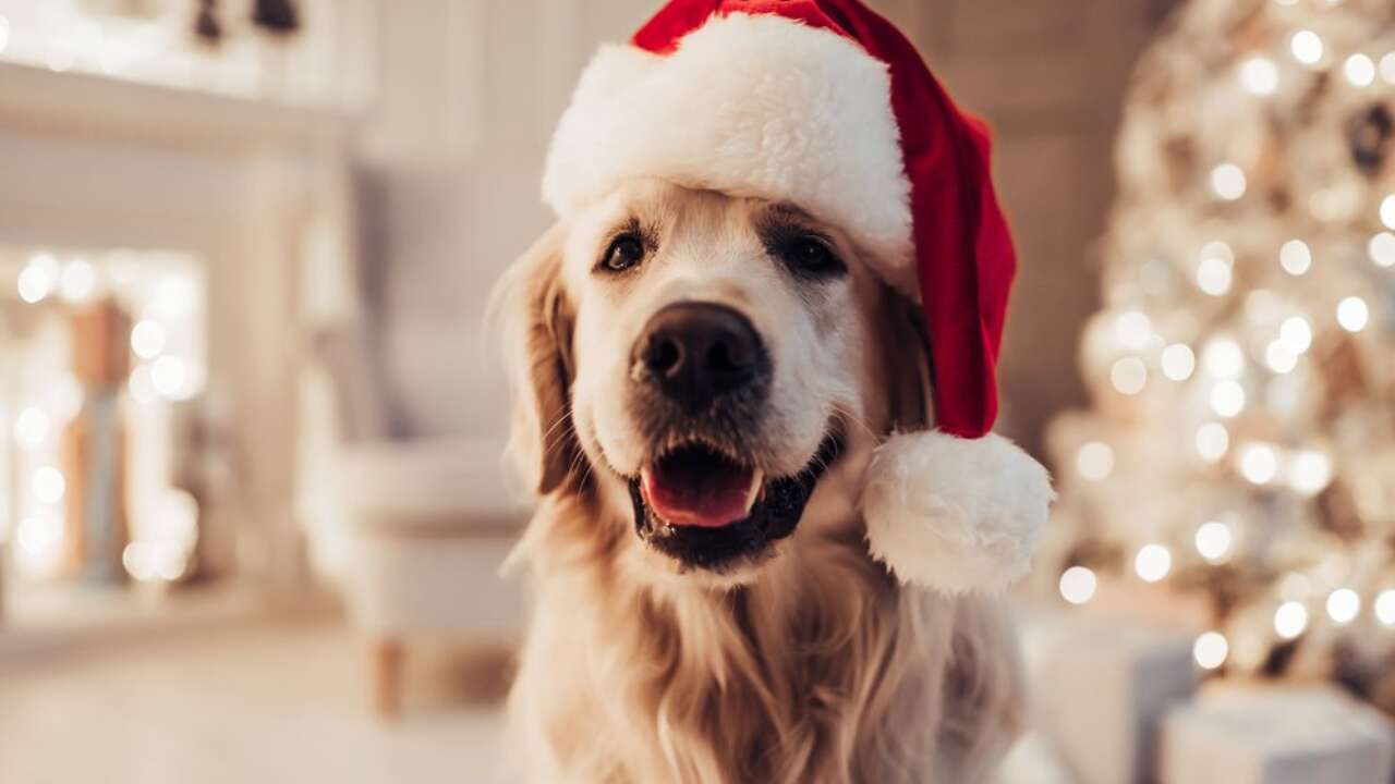 23 Christmas Gifts for Dogs to Spoil Every Kind of Pup (2023)  Dog gift  guide, Christmas gifts for pets, Dog christmas gifts