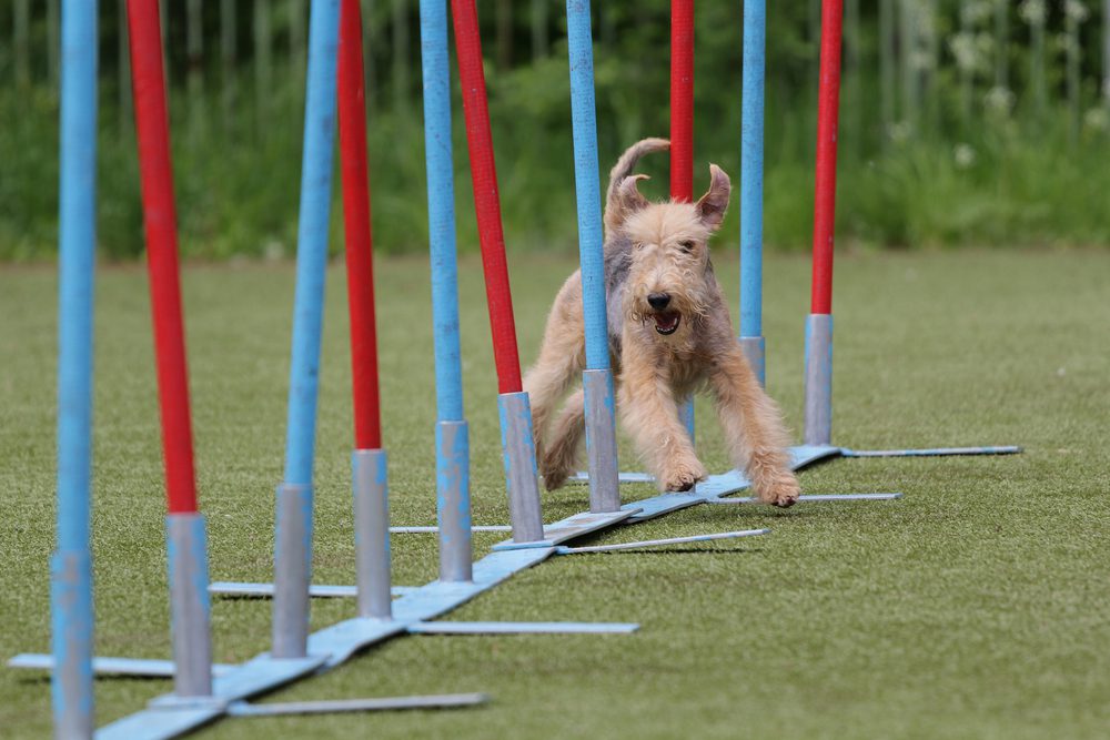 lakeland terrier in agility training