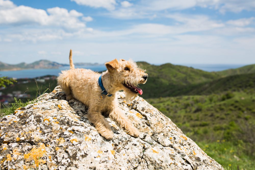 lakeland terrier kneeling on rock