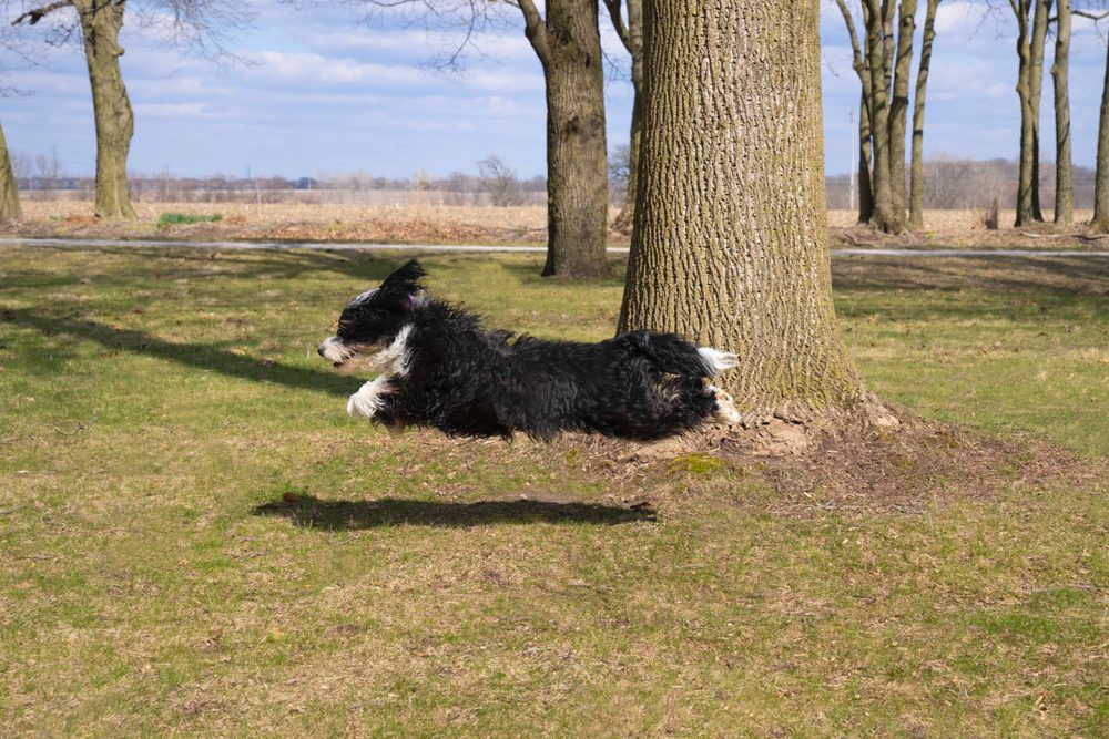 mini bernedoodle puppy running outside