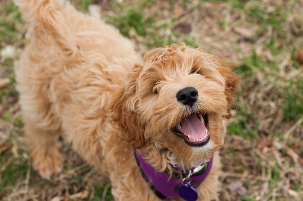 mini labradoodle puppy outside