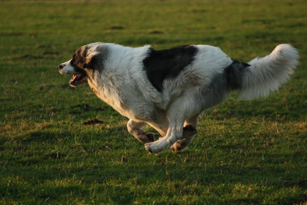 pyrenean mastiff running