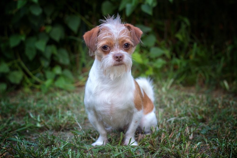 Shih Tzu Chihuahua Mix Your Complete Guide Dog Academy