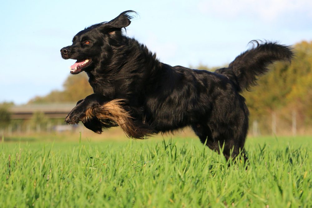 black hovawart running in field outside