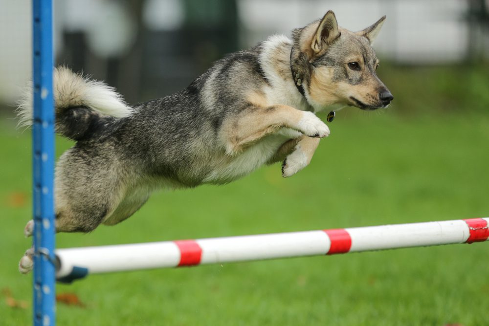 swedish vallhund in agility training