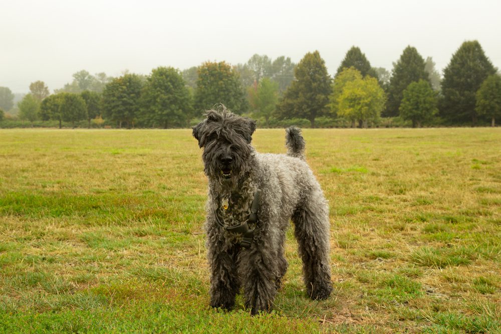 terrier standing in a field