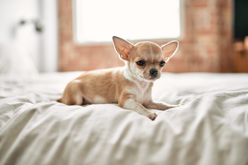 toy chihuahua puppy sitting on bed