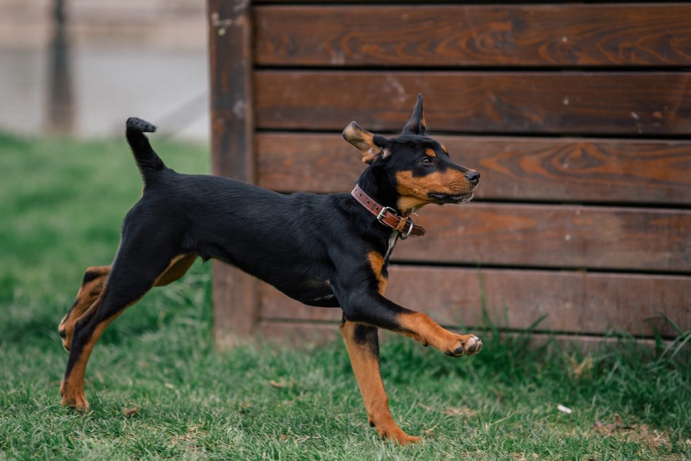 transylvanian hound puppy running outside