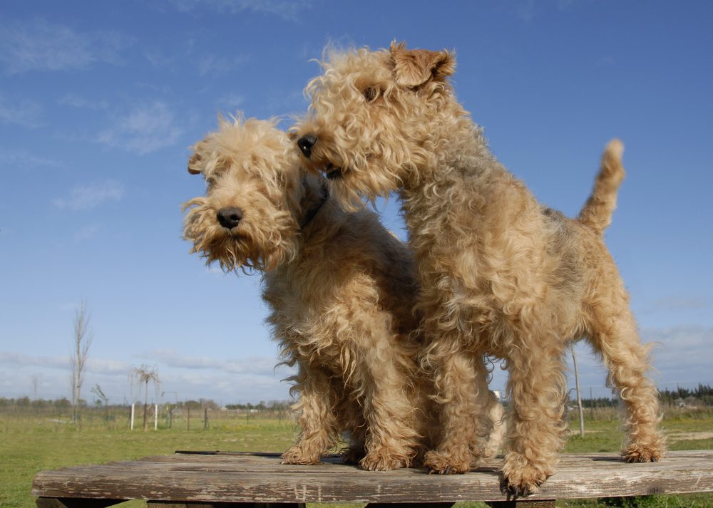 two lakeland terriers standing together