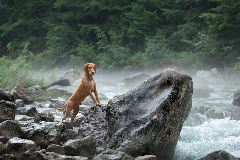 wirehaired vizsla standing by mountain river