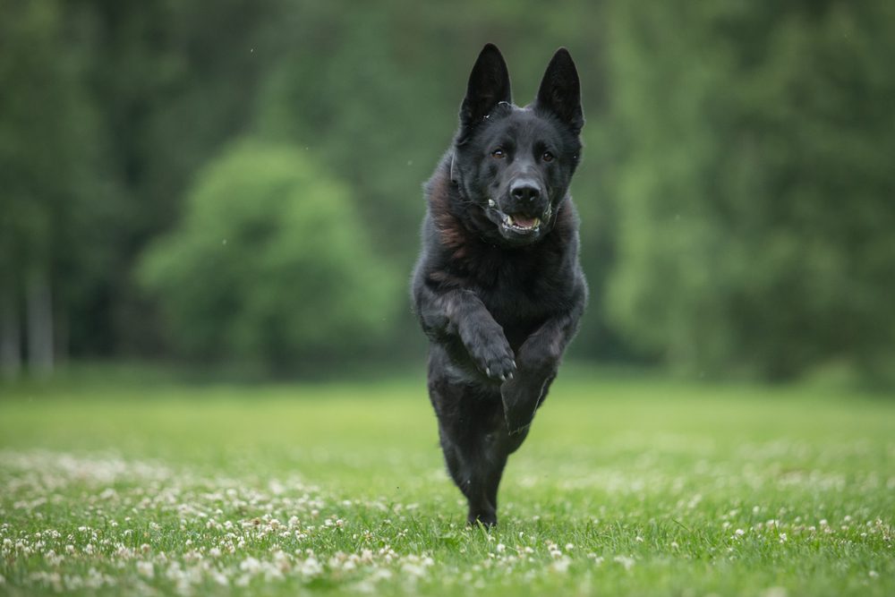 black german shepherd running