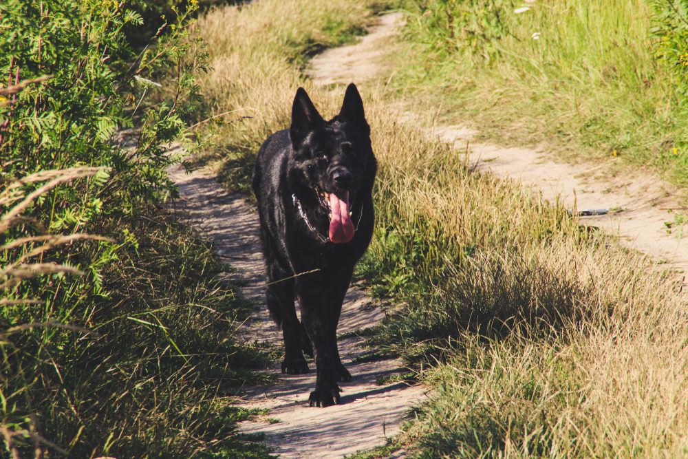 black german shepherd walking in field