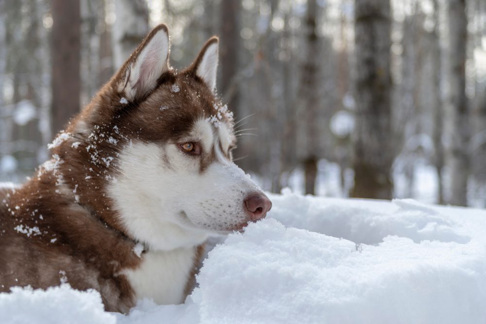 brown husky in the snow