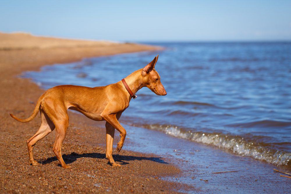 cirneco dell etna on beach