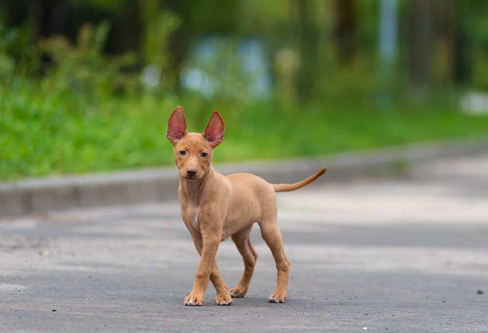 cirneco dell etna puppy