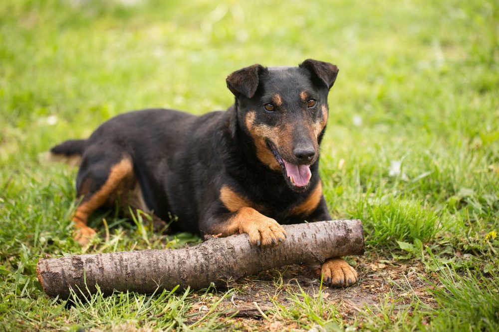 jagdterrier laying near branch
