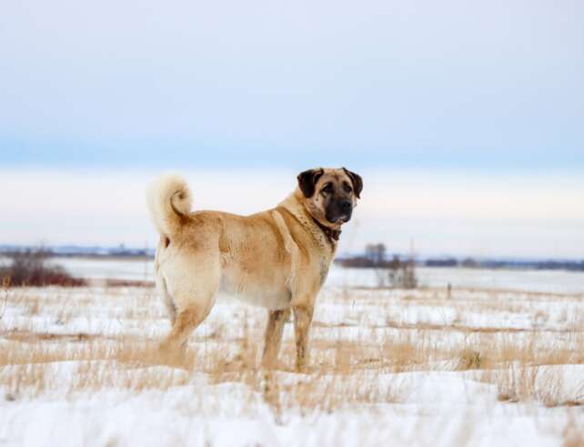 kangal shepherd dog outside in winter