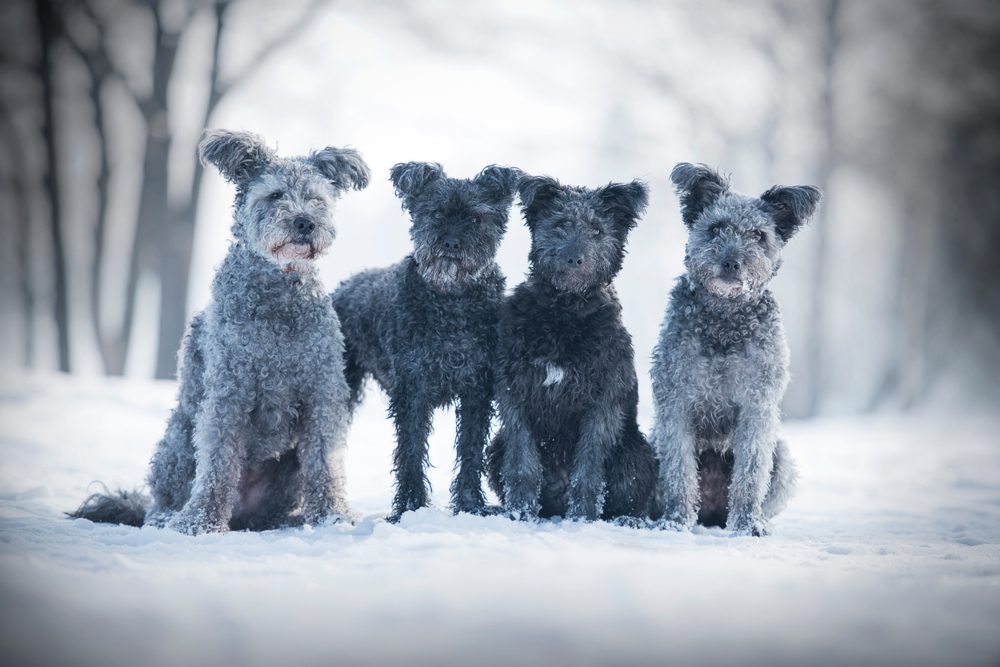 pumi dogs posing outdoors in snow