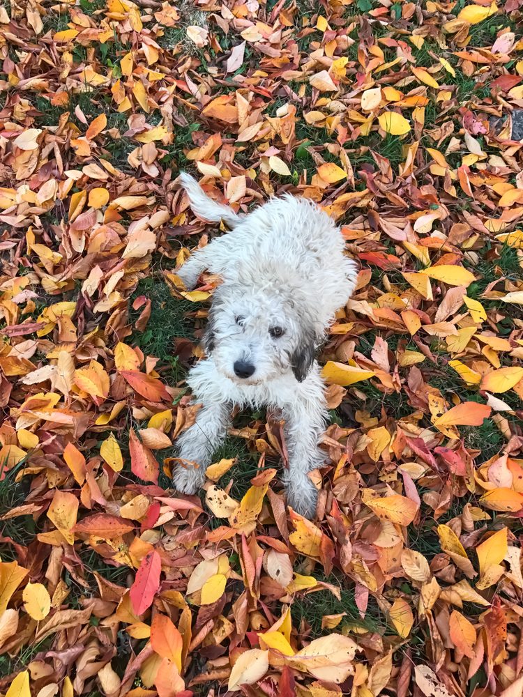 pyredoodle laying in autumn leaves