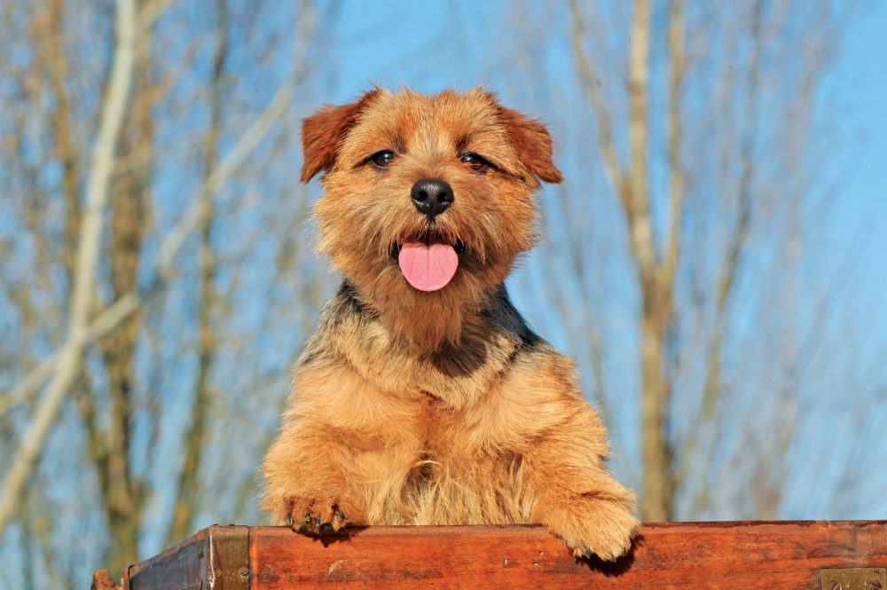 three happy norfolk terriers running