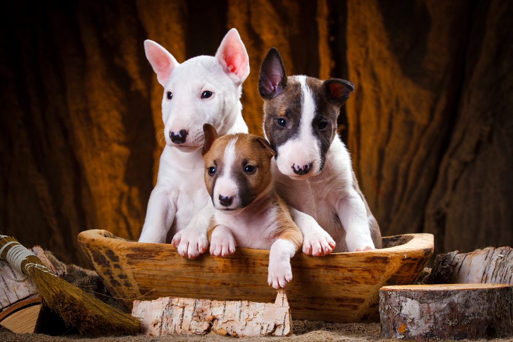 three mini bull terrier puppies basket