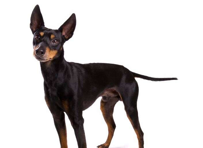 toy manchester terrier close up