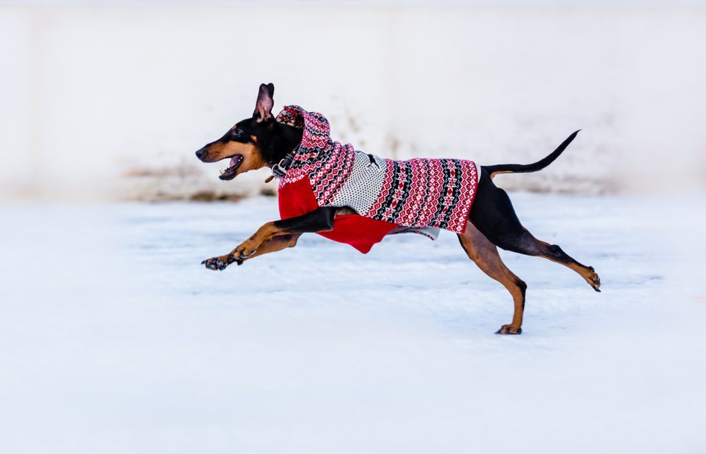 toy manchester terrier running in snow