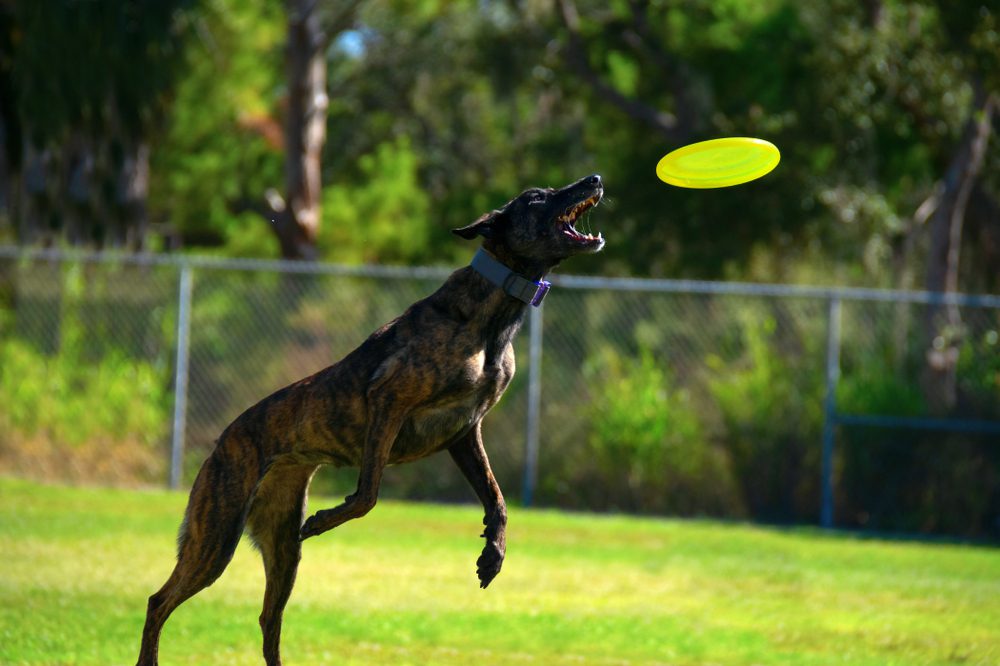 treeing tennessee brindle catching a frisbee