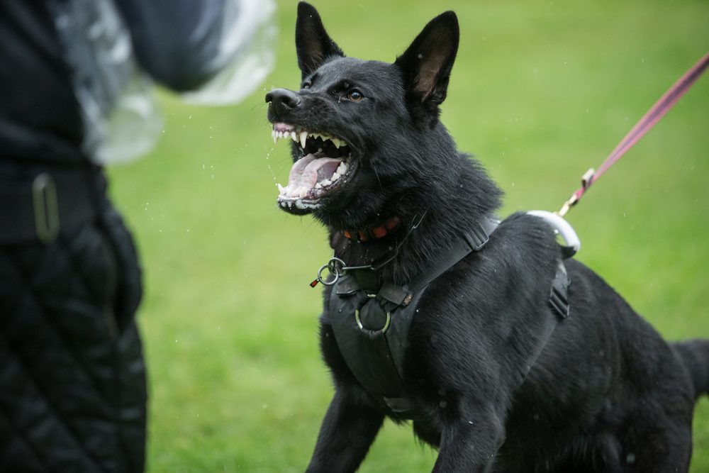 working black german shepherd barking