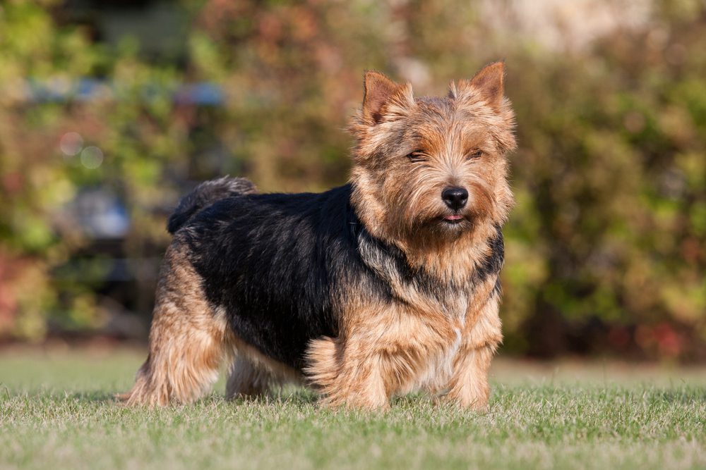 black and tan norwich terrier observing