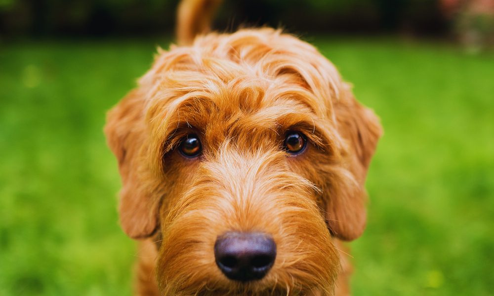 closeup of petite goldendoodle face