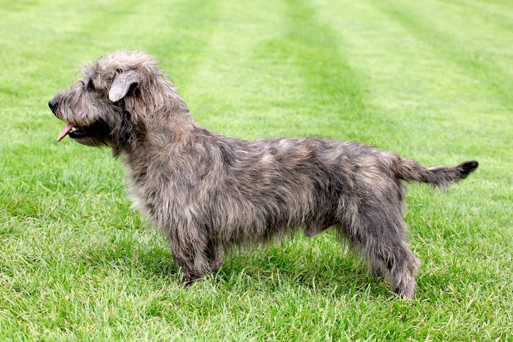 glen terrier keeping watch in a field