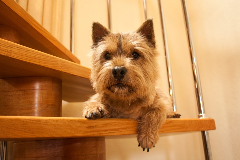 norwich terrier lying on the stairs