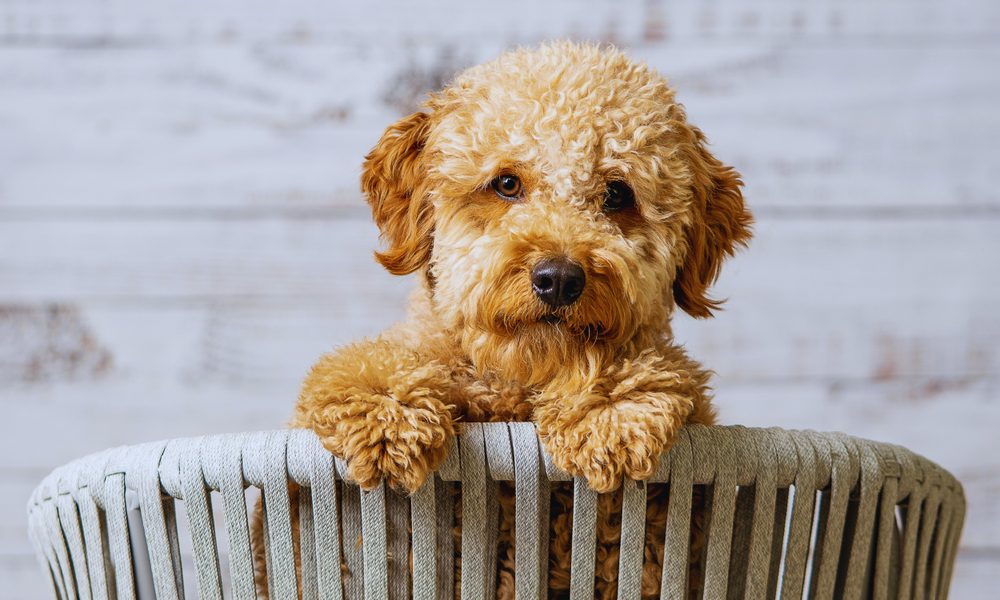 petite goldendoodle looking over chair