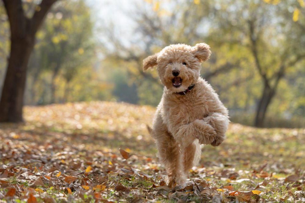 petite goldendoodle running outside