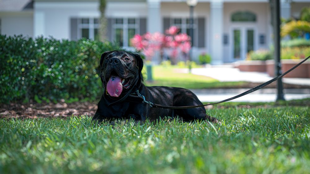 presa canario resting on grass
